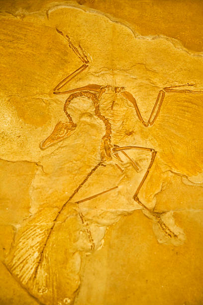 istock A mystical stone textured image of archaeopteryx 145197253