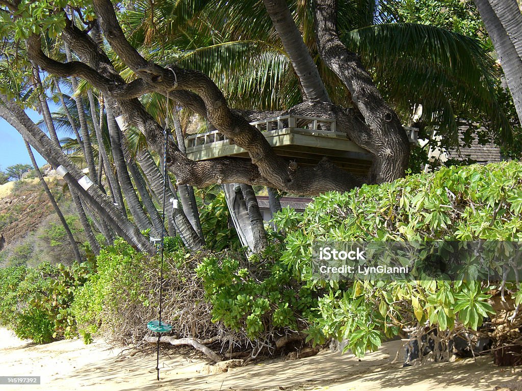 treehouse Tropical - Royalty-free Casa na árvore Foto de stock