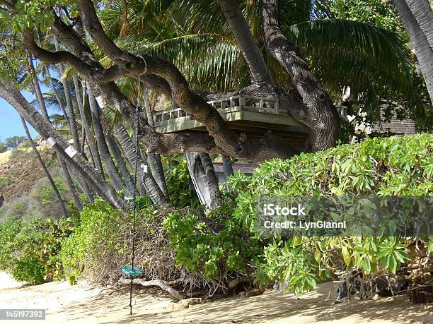 Treehouse Tropical - Fotografias de stock e mais imagens de Casa na árvore - Casa na árvore, Havai, Tropical