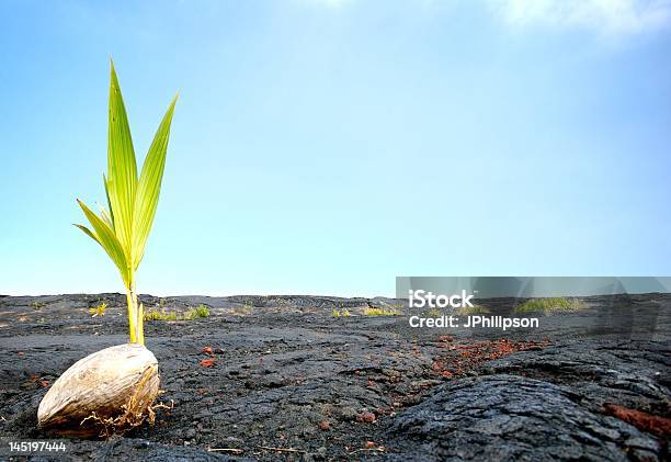 Vita Di Decesso - Fotografie stock e altre immagini di Fenice - Fenice, Lava, Nuova vita