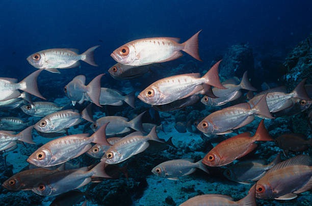 fishes, maldives stock photo