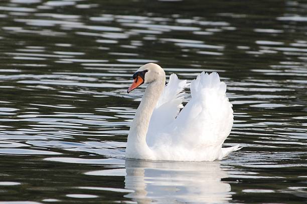 50+ Lakeland Swan Stock Photos, Pictures & Royalty-Free Images