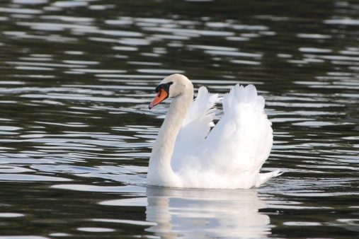 A beautiful trumpeter swan in Lake Wire in Lakeland, Florida; photo taken in February 2008