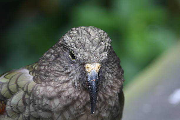 istock Kea - New Zealand Wild Parrot 145197555