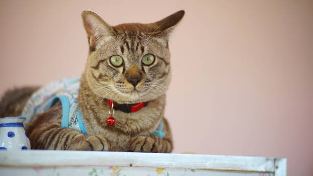istock The cat face .It is pet in my house 1451975658