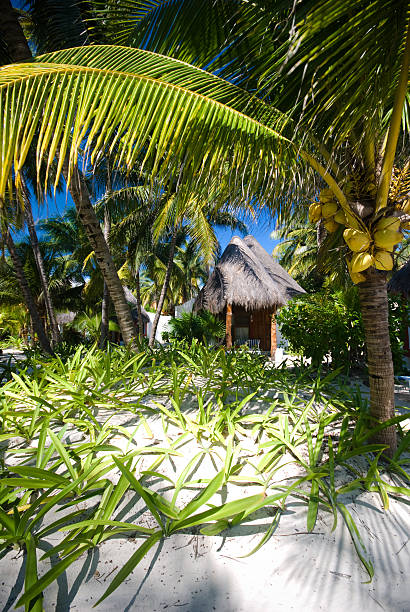 istock Bungalow at a tropical tourist resort 145197595
