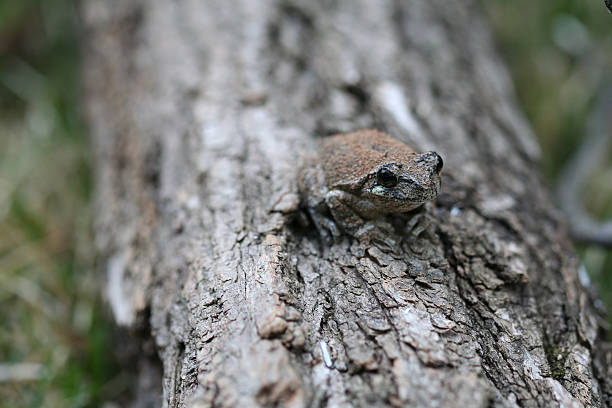 comune grigio treefrog (hyla versicolor) (1 - raganella grigia orientale foto e immagini stock