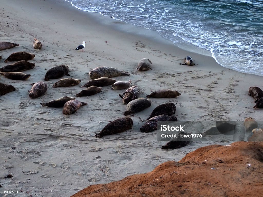 Robben auf La Jolla Beach - Lizenzfrei Fotografie Stock-Foto