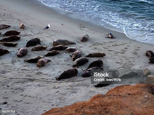 Robben Auf La Jolla Beach Stockfoto und mehr Bilder von Fotografie - Fotografie, Hafen, Horizontal