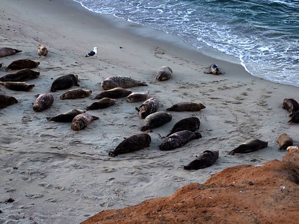 Seals on La Jolla Beach stock photo
