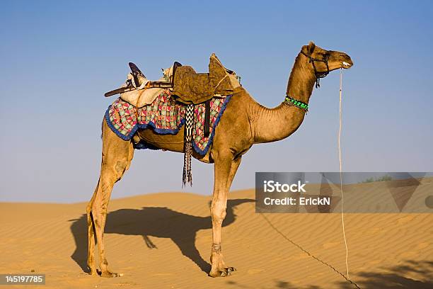 キャメルタール砂漠にて - アジア大陸のストックフォトや画像を多数ご用意 - アジア大陸, インド, インド文化