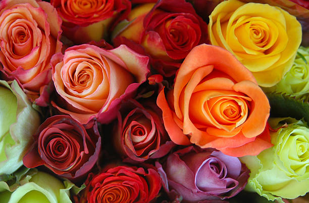 istock Bunch of beautiful roses 145197801