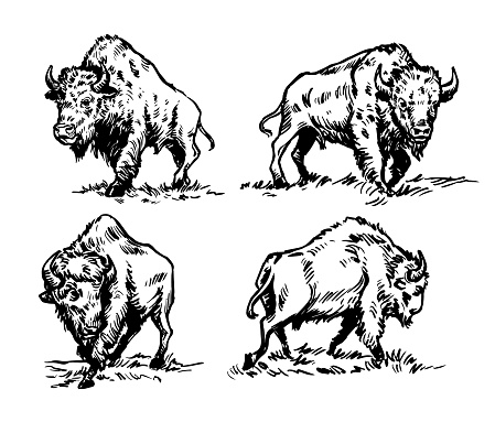 Black & white hand-drawn illustrations of the American Buffalo or Bison.