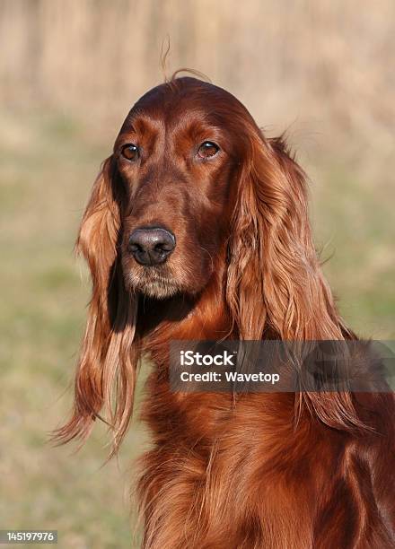 Setter Irlandese - Fotografie stock e altre immagini di Brillante - Brillante, Cane, Casacca