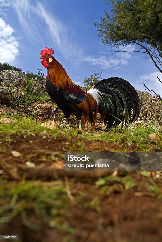 Un coq dans un champ gamme - Photo de Agriculture libre de droits