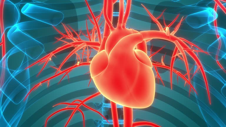 Human Circulatory System Heart Anatomy Animation Concept