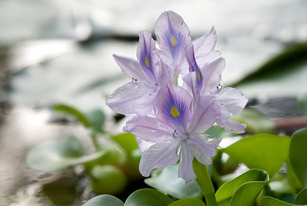 Eichhornia stock photo