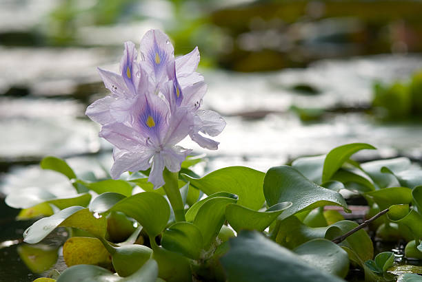 Pond flowers stock photo