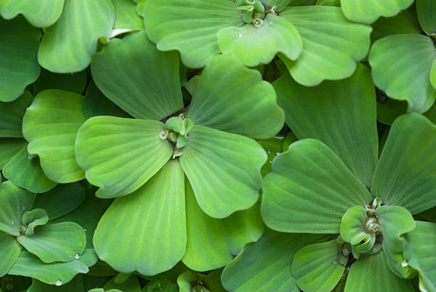 Pond plant stock photo