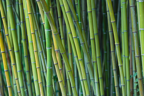 Multi-colored bamboo stock photo