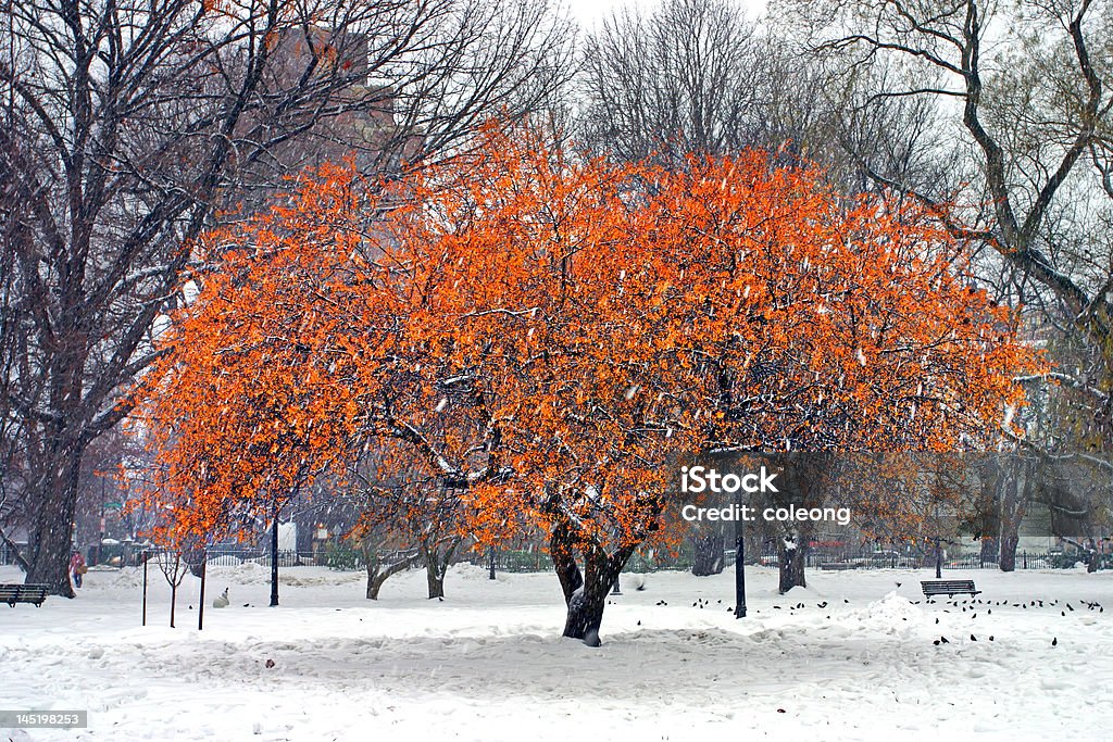 보스턴 동절기의 - 로열티 프리 겨울 스톡 사진
