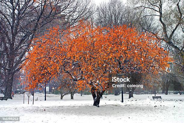 Бостон Winter — стоковые фотографии и другие картинки Бостон - Массачусетс - Бостон - Массачусетс, Зима, Архитектура