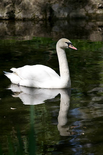 White swan stock photo