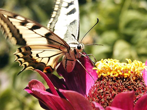 Butterfly stock photo