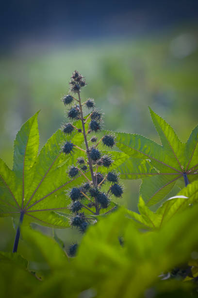 Castor beans plant on field in Brazi ricinus communis seeds and flowers with selective focus
