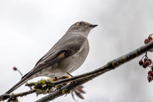 istock Townsend's Solitaire bird perched on a cotoneaster berry tree branch 1451986937