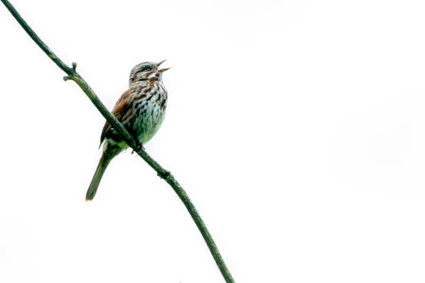 istock Song Sparrow perched on a tree branch 1451987211