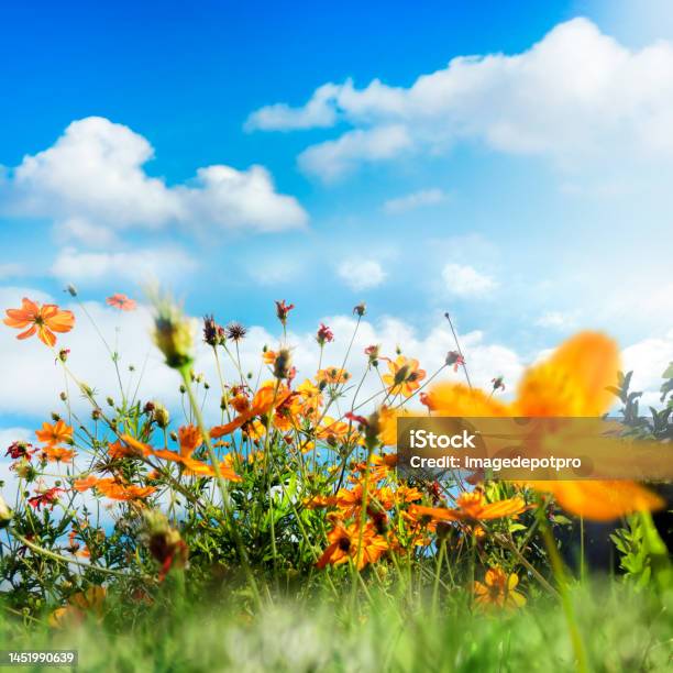 Surface Level View Of Yellow Daisy Flowers Over Sky Stock Photo - Download Image Now