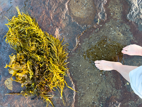 Horizontal high angle closeup photo of a woman’s bare feet and one lower leg walking next to seaweed washed up on a rock platform at the beach in Summer. Ulladulla, south coast NSW.