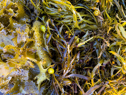 Clumps of seaweed and kelp on rocks at low tide at Balcary Bay, Scotland