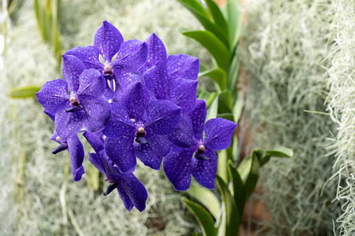 Iris flower in spring sunny day. Selective focus.Blue Iris flower in the garden.