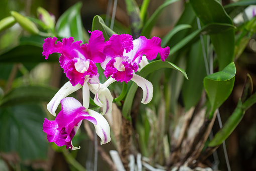 Potted orchids on counter in store. Phalaenopsis flowers of different colors