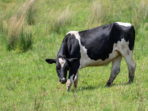 Male cow grazing in meadow