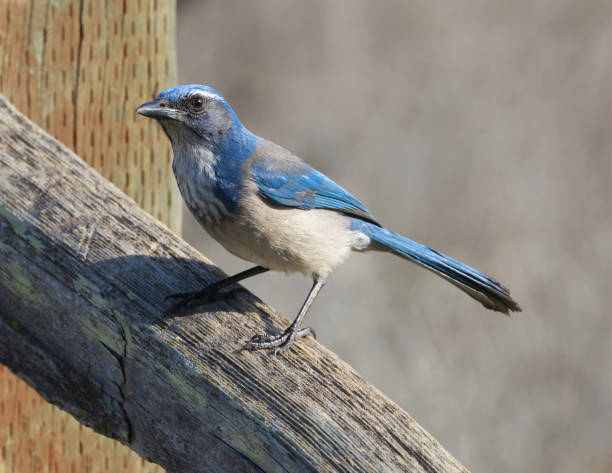 istock California Scrub-Jay adult perched on fence 1452010470