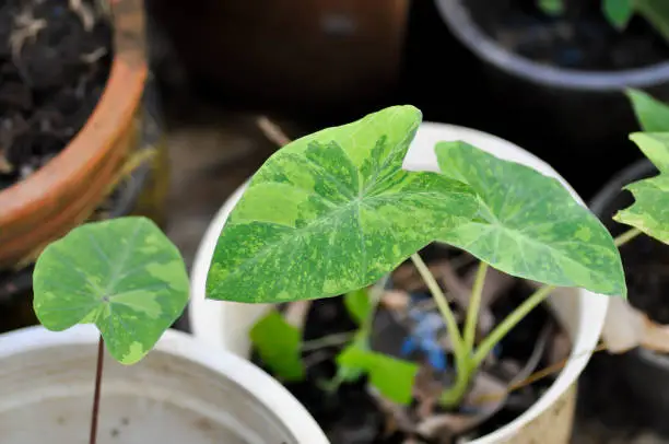 Colocasia esculenta, Lemon Lime Gecko or Colocasia or Colocasia esculenta midori sour or midori sour  plant