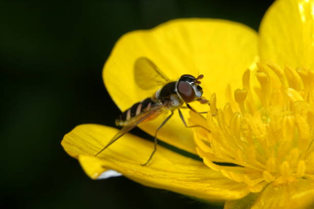 Hover Fly (Melangyna sp.) stock photo