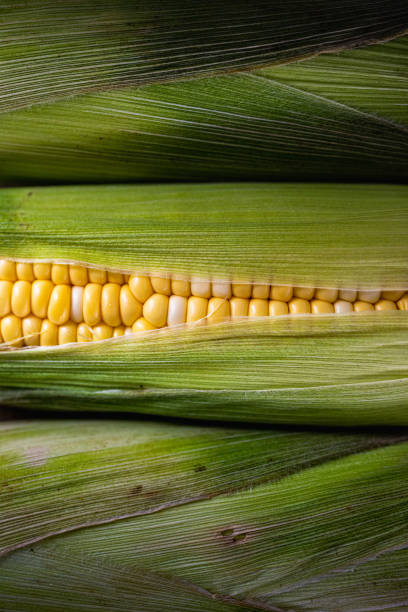 close up of corns dark mood stock photo