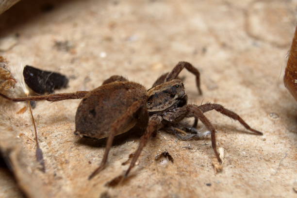 Wolf Spider - Lycosa sp. stock photo