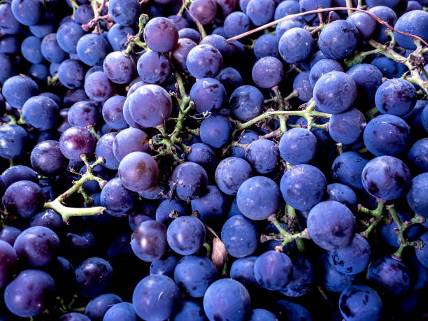 istock bright fresh brushes of isabella grapes, macro 1452015327