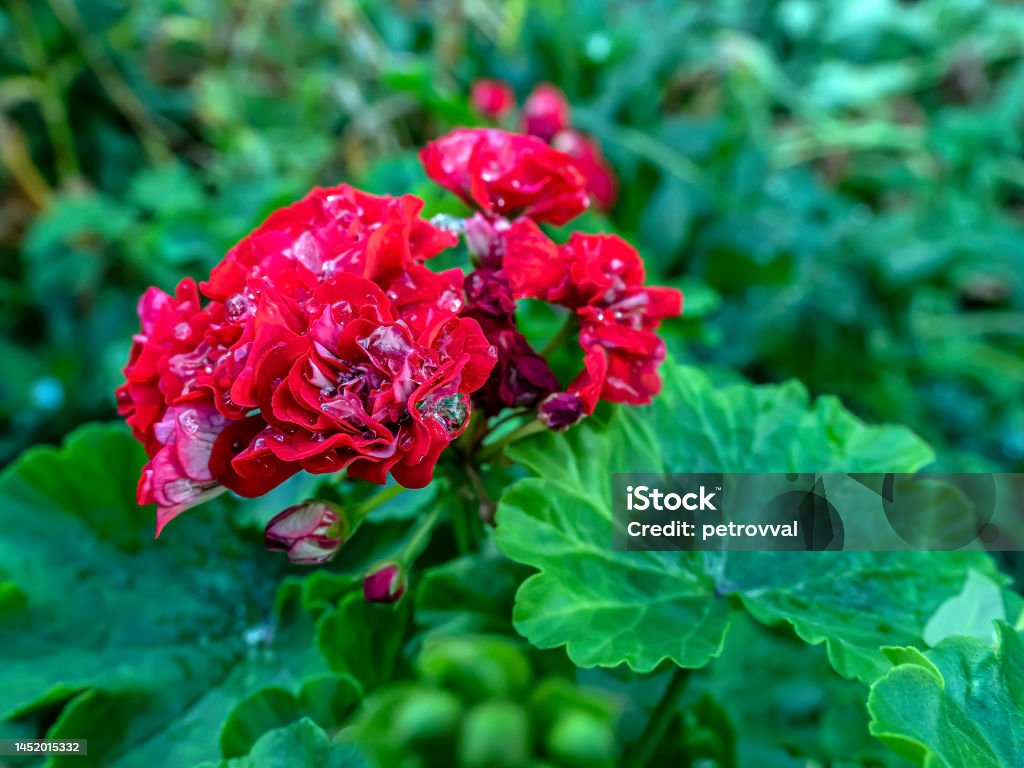 Flores Dobles De Geranio Rojo Con Gotas De Rocío Congeladas En Hielo Foto de stock y más banco de imágenes de Abeja - iStock Flores Dobles De Geranio Rojo Con Gotas De Rocío Congeladas En Hielo Foto de stock y más banco de imágenes de Abeja - iStock
