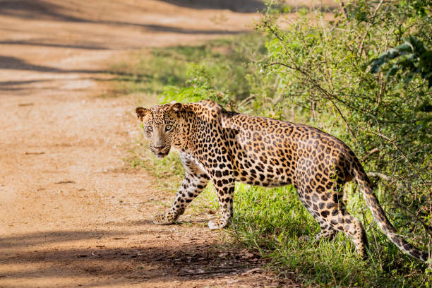 istock A close look of a Leopard at Yala, Sri Lanka 1452015412