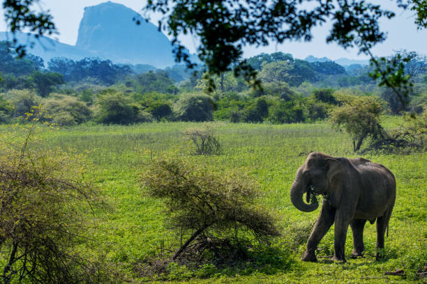istock An elephant in grasslands at Yala National Park, Sri Lanka 1452015521