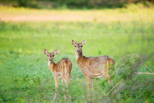 istock Deers looking right in the eye 1452015527
