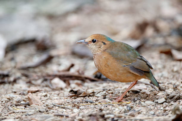 Beautiful adult female Blue naped pitta, low angle view, side shot, foraging on the ground in nature of tropical climate in tropical moist montane forest, northern Thailand.