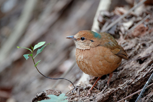 Beautiful adult female Blue naped pitta, low angle view, side shot, foraging on the foothills in nature of tropical climate in tropical moist montane forest, northern Thailand.