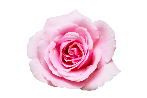 Pink rose isolated with clipping path on white background.
